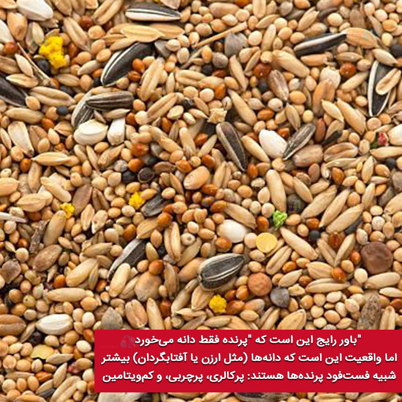 بهترین غذا و مناسب ترین غذا برای پرنده چیست؟